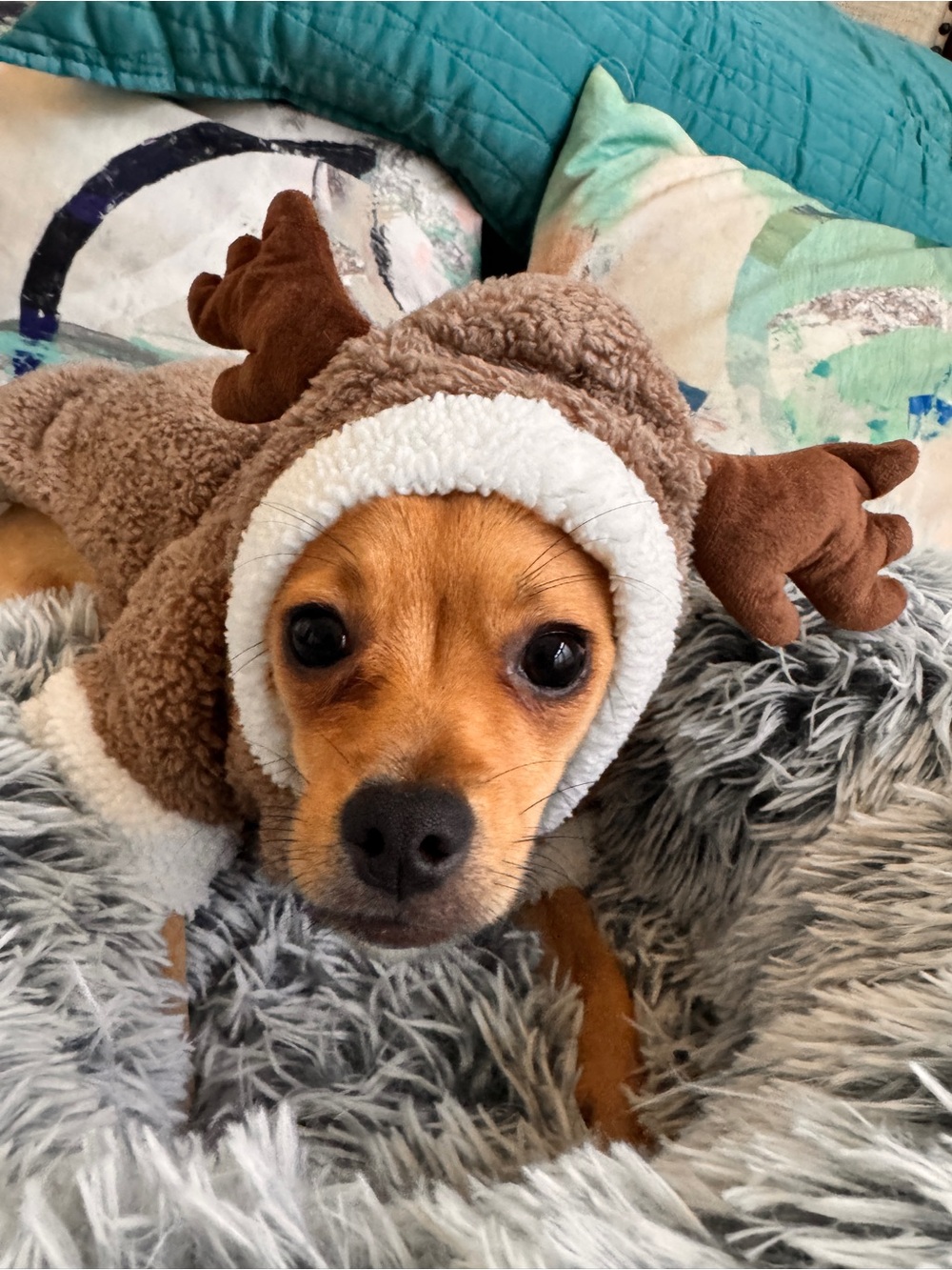 Adorable Reindeer Dog Costume Pajamas Holiday Christmas